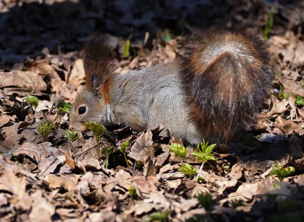 Κόκκινο Σκίουρο Χαριτωμένο Ψάχνοντας Για Τροφή Στο Δάσος Φύλλα — Φωτογραφία Αρχείου