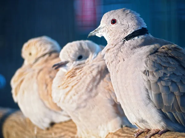 Duvor Exotiska Sitter Grenen Solen Den Blå Bakgrunden — Stockfoto