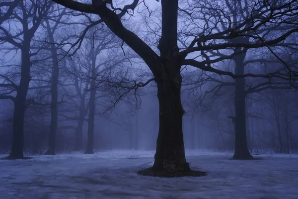 cold dark forest at winter