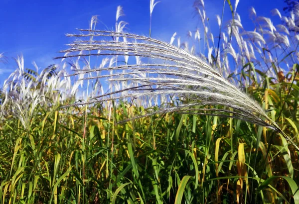 Épillets Blancs Brillants Sur Fond Bleu Ciel — Photo