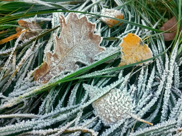 Замороженные Листья Природный Фон — стоковое фото