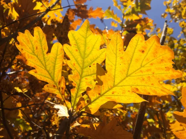 Yellow Oak Leaves Sun — Stock Photo, Image