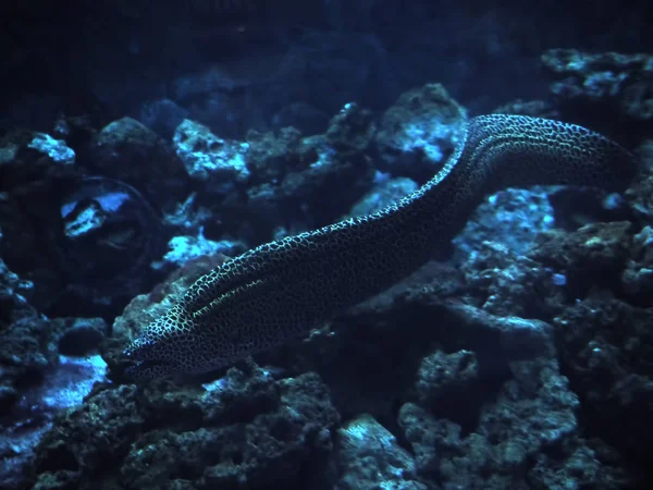 Murena Mer Rouge Profond Près Des Coraux — Photo