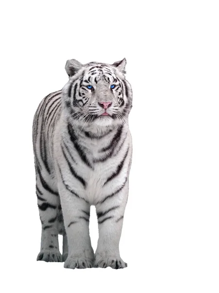 Beyaz Kaplan Panthera Tigris Bengalensis Ayakta Beyaz Izole — Stok fotoğraf