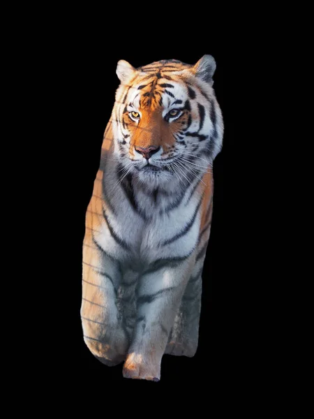 Tiger Sneaks Walking Full Size Isolated — Stock Photo, Image