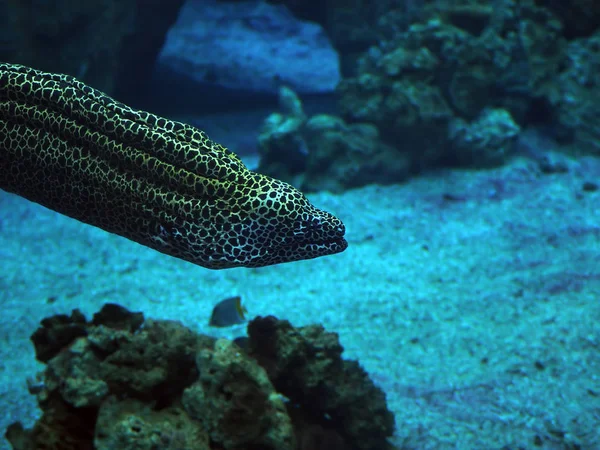 Murena Zauważył Wąż Morski Głęboki Błękit Oceanu Pobliżu Zbliżenie Korale — Zdjęcie stockowe