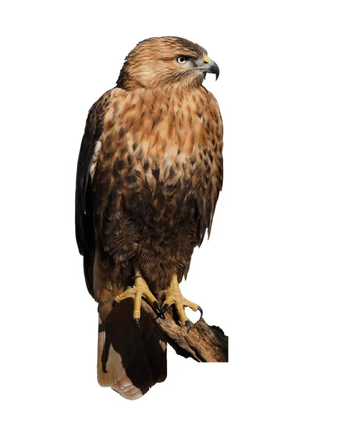 Hawk Eagle Sitter Isolerad Vit — Stockfoto