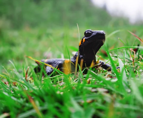 Salamandra Pedra Grama Verde Nas Montanhas Carpatian — Fotografia de Stock