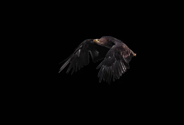 Eagle Svart Flygande Allvarliga Profil Isolerat Black — Stockfoto