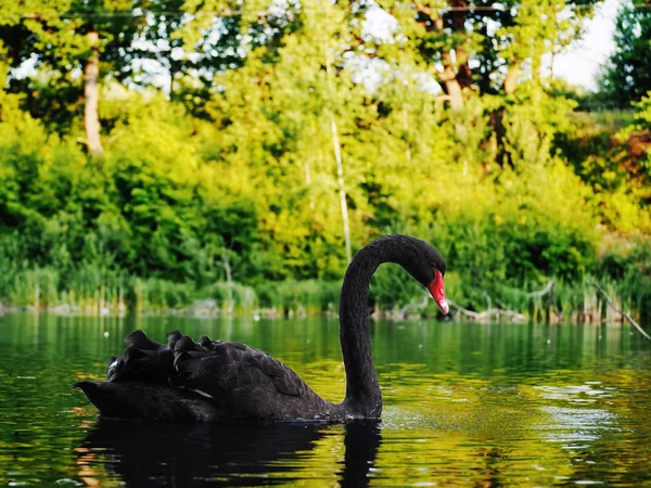 Fekete Hattyú Káromkodik Gyönyörű Tónál — Stock Fotó