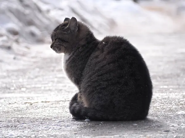 Liten Ensam Kattunge Frost — Stockfoto