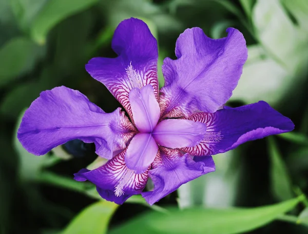 Iris Blauw Het Groene Gras — Stockfoto