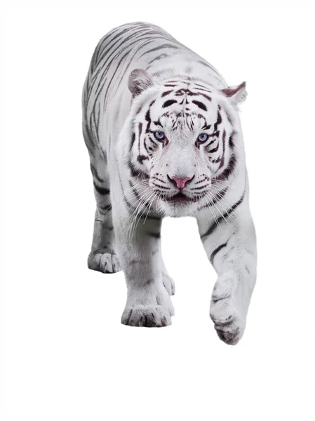 Koca kaplan Panthera tigris bengalensis White adlı izole yürüyüş beyaz