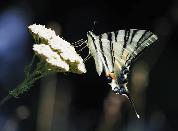 Borboleta Branca Machaon Close Vista Superior Fundo Verde Sentado Flor — Fotografia de Stock