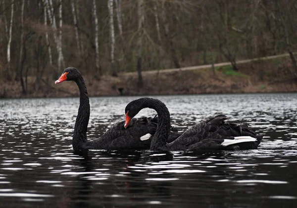 Schwarzschwan Paar See — Stockfoto