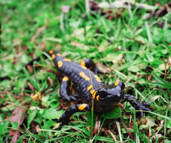 Salamandra Carpatian 산에서 잔디에서 — 스톡 사진