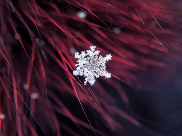 Krásná Sněhová Vločka Makro Barevné Pozadí — Stock fotografie