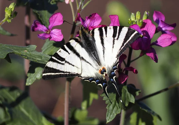 Vlinder Papolio Machaon Zit Paarse Bloem Bloesem Van Terug — Stockfoto