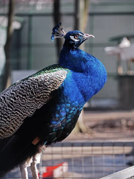 Peacock Stolt Fågel Vistas — Stockfoto