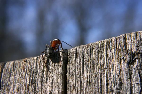 Ant Till Toppen — Stockfoto