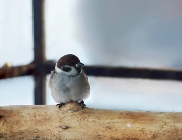 Sparow Está Sentado Floresta — Fotografia de Stock