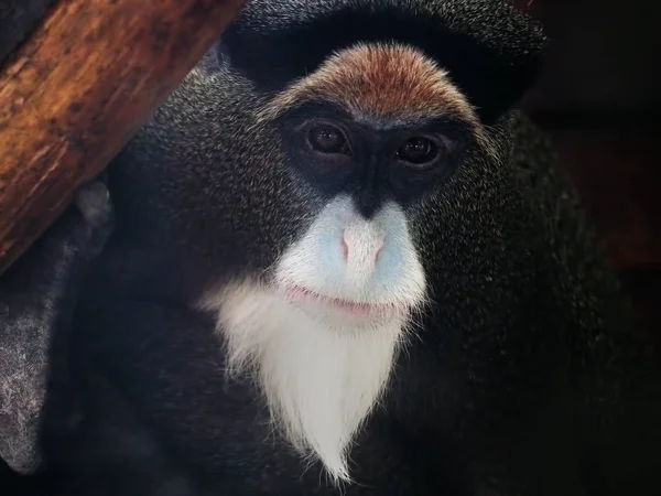 This simple monkey holds a secret that changes everything you know about thought