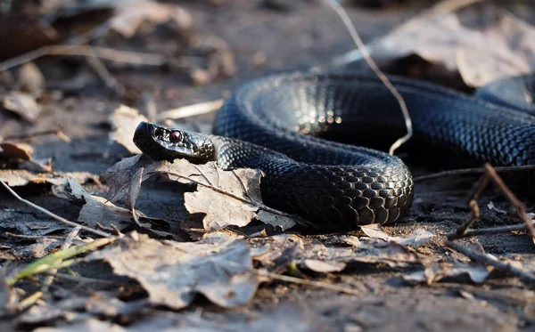 Black Snake Creeps Forest Autumn Old Leaves — Stock Photo, Image