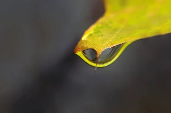 Vattendroppe Slutet Maple Leaf Makro — Stockfoto