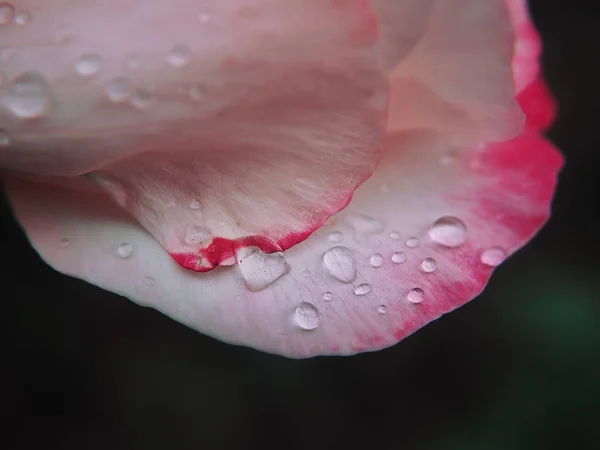 Macro Flower Water Drops — Stock Photo, Image
