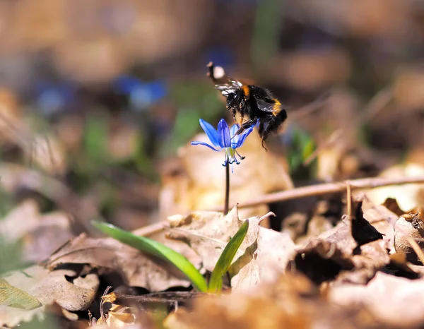 Bumble Bee Snowdrops Spring — Stock Photo, Image