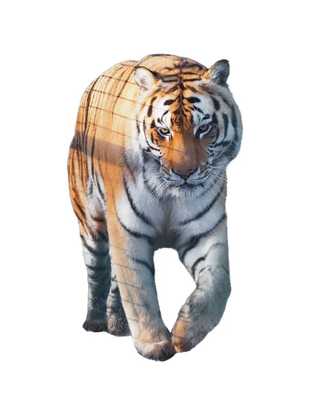 Tiger Sneaks Walking Full Size Isolated — Stock Photo, Image