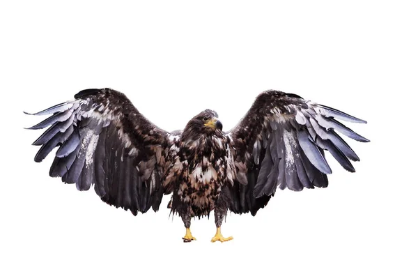 Orel Otevření Křídla Samostatný — Stock fotografie
