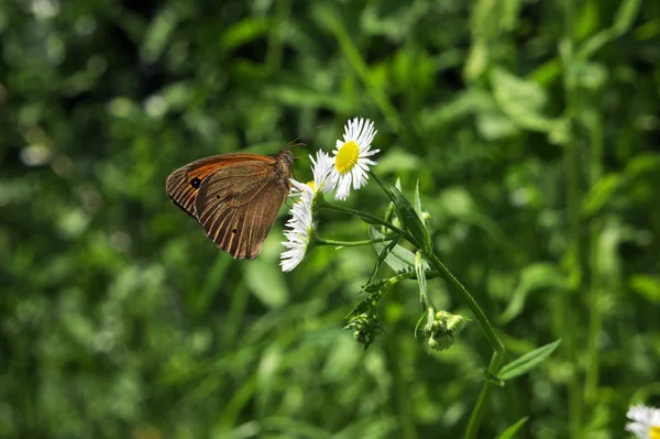 Orange Butterfly Kamille — Stockfoto