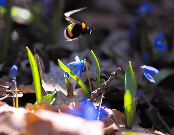 Бджола Снігопадах Навесні — стокове фото