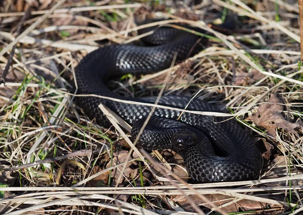 Cobra Negra Escondida Grama Sol Com Olhos Vermelhos — Fotografia de Stock