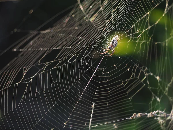 Pavouk Čistý Detail Barevné Tmavě Pravém Rohu — Stock fotografie