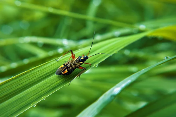 Colorfull Bug Groen Gras — Stockfoto