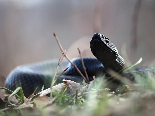 Serpent Noir Dangereux Aux Feuilles Forêt Enroulé Dans Une Boule — Photo