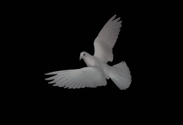 White Dove Flight Isolated Black Back View Turning Looking Camera — Stock Photo, Image