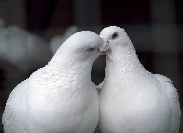 Pombos Brancos Amor Beijando — Fotografia de Stock