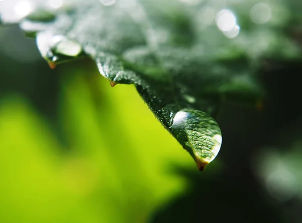 Σταγόνα Νερού Στο Πράσινο Φύλλο Μακροεντολής — Φωτογραφία Αρχείου