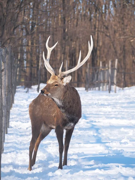 Cerfs Dans Forêt Enneigée Soleil Gros Plan — Photo