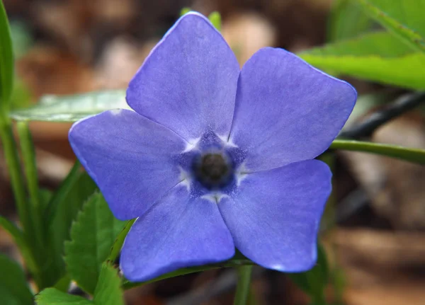 Perwinkle Virág Makró Természetes Háttér — Stock Fotó