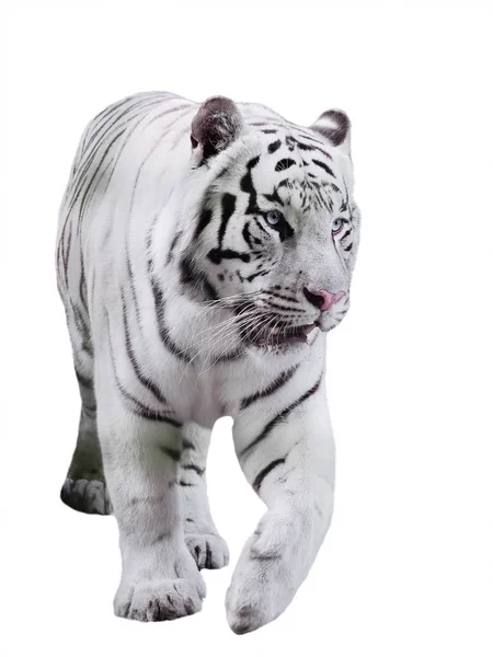 白白で隔離された歩いて大きな虎パンテーラ チグリス ベンガルショウノガン — ストック写真