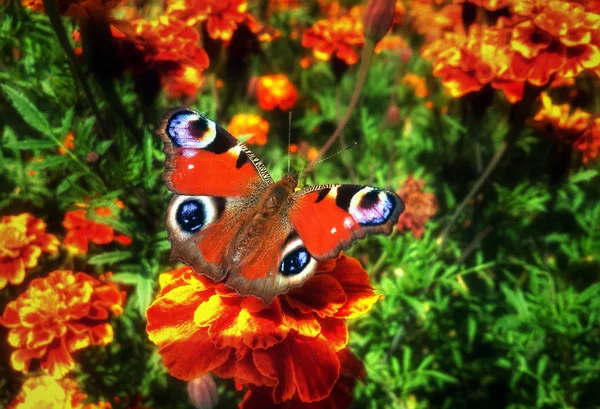 Πεταλούδα Inachis Στο Όμορφο Λουλούδι Tagete — Φωτογραφία Αρχείου