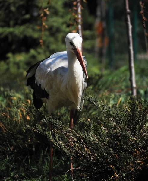 Stork Vit Bor Det Gröna Gräset — Stockfoto