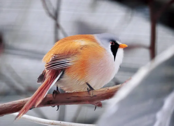 Kleine Schattige Witte Oranje Weinig Blauwe Vogel Zittend — Stockfoto