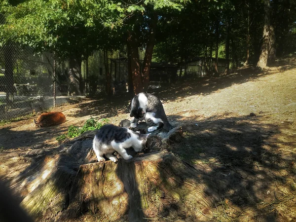 Zwei Kätzchen Spielen Und Jagen Garten — Stockfoto