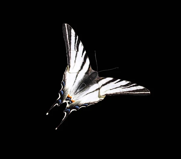 Borboleta Papolio Machaon Voando Isolado Preto — Fotografia de Stock