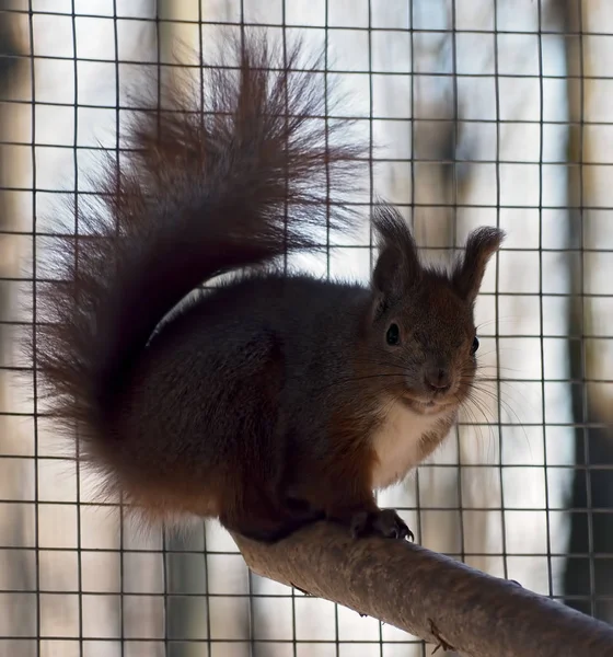 Red Squirrel Sitting Cage — Stock Photo, Image